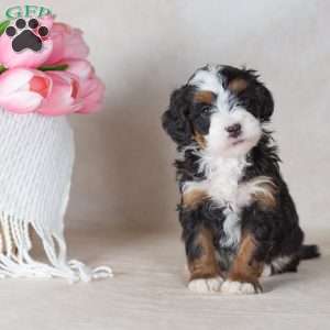Lizzy, Mini Bernedoodle Puppy